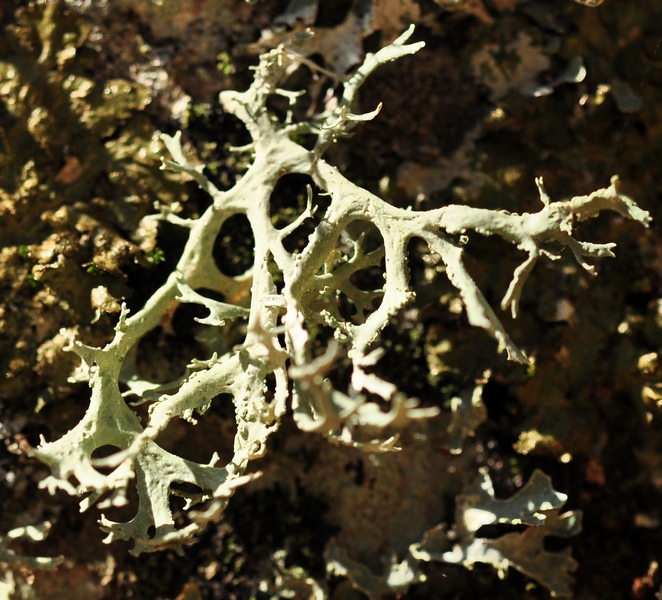 licheni del Cansiglio Sen S d